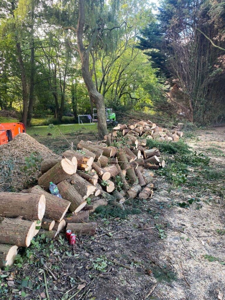 This is a photo of a wood area which is having multiple trees removed. The trees have been cut up into logs and are stacked in a row. Godmanchester Tree Surgeons